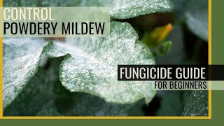 Control Powdery Mildew Rust Black Spot  Fungicides 101 [upl. by Fanchon]