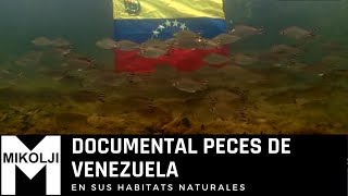 DOCUMENTAL PECES DE VENEZUELA [upl. by Haveman]