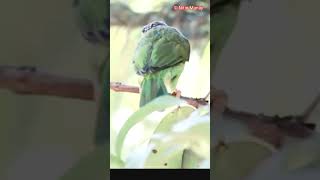 Coppersmith barbet bird Call तांबट पक्षी [upl. by Oluap]