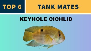 KEYHOLE CICHLID TANK MATES [upl. by Ehcsrop829]