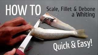 HOW TO Scale Fillet and Debone a Whiting [upl. by Ikkela]