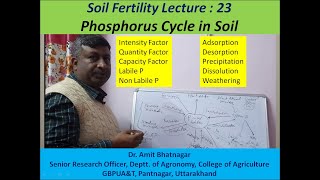 Phosphorus Cycle in Soil [upl. by Latif]