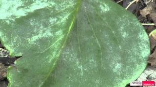 Powdery Mildew on Lilacs [upl. by Rajewski711]