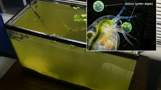 Raising Daphnia for the Freshwater Aquarium [upl. by Ybhsa]