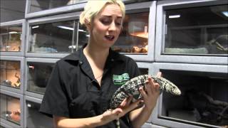 Large Black and White Argentine Tegu [upl. by Leafar]