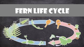 Fern Life Cycle  Plant Biology [upl. by Leacock]