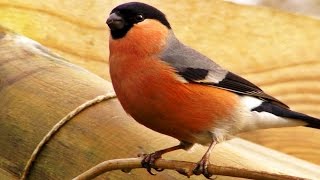 Bullfinches versus Goldfinches  Goldfinch vs Bullfinch  Wildlife in Cornwall [upl. by Odracer]