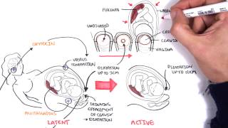 Obstetrics  Stages of Labour [upl. by Crispas]