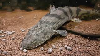 Bichir Polypterus Feeding Ornate Delhezi Ansorgii Weeksii Endlicheri quotTodziquot and more [upl. by Gainor269]