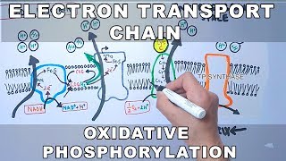 Electron Transport Chain and Oxidative Phosphorylation [upl. by Ahseinar94]