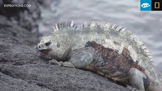 Marine Iguana Fight  Galápagos  Lindblad ExpeditionsNational Geographic [upl. by Briana]