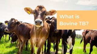 What is Bovine TB [upl. by Anoerb496]