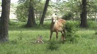 Horse Giving BirthHaflinger Foal at Shady Grove Haflingers [upl. by Eissirhc]