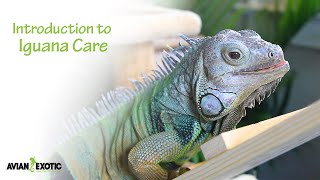 Introduction to Iguana Care [upl. by Chrotoem]