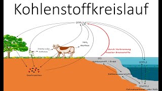 Kohlenstoffkreislauf  Kohlenstoffatomkreislauf  Ökologie  Biologie Schule [upl. by Alyks]