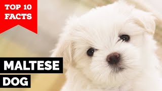 Maltese Dog  Top 10 Facts [upl. by Marabel]