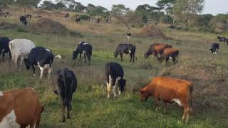 Dairy Farming in Central Region of Uganda Lyantonde District [upl. by Arrait120]