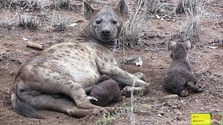 CUTE Baby Hyena Twins With Caring Mother [upl. by Barbarese]