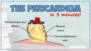 The Pericardium [upl. by Dawkins]