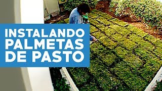 ¿Cómo instalar palmetas de pasto [upl. by Analed]