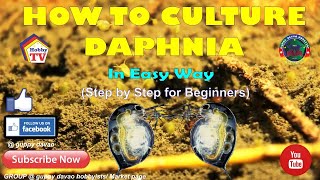 HOW TO CULTURE DAPHNIA In Easy Way [upl. by Hcirteid]