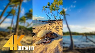 Vertical 4K Nature Film with Music  The Beauty of Big Islands Nature Hawaii [upl. by Enaira]