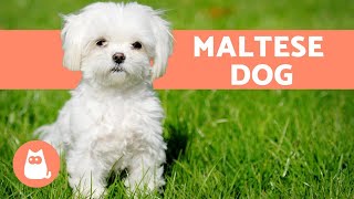 The Maltese Dog  Character Care and Health [upl. by Nichole]