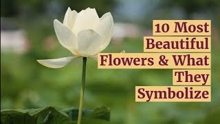 10 Most Beautiful Flowers amp What They Symbolize [upl. by Atsilac146]