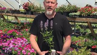 Grow Together Tips for Growing Agastache Hummingbird Mint [upl. by Inattyrb]