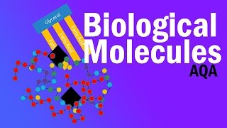 BIOLOGICAL MOLECULES  Detailed AQA Alevel Revision [upl. by Alisa364]