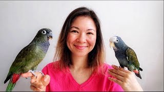 PIONUS PARROTS as PETS  EVERYTHING You Wanted to KNOW [upl. by Ycul]