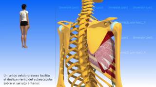Articulación escapulo torácica [upl. by Dnalwor]